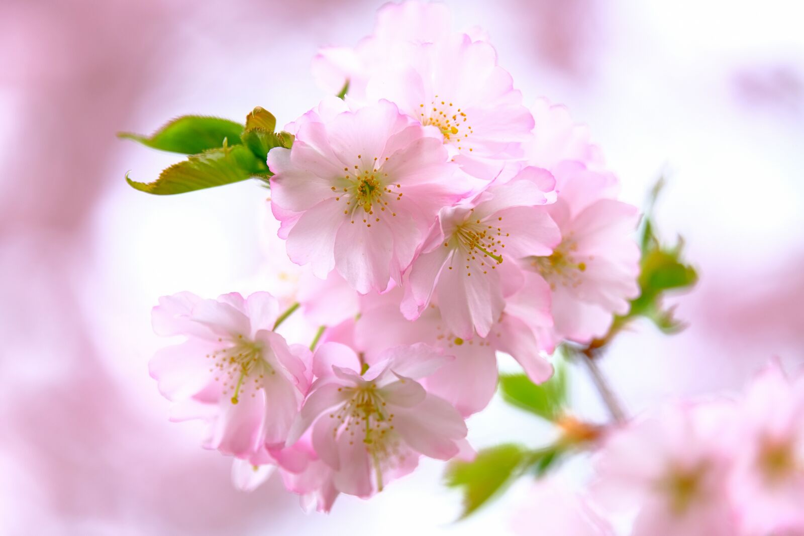 Fujifilm X-T3 sample photo. Cherry blossoms, nature, spring photography