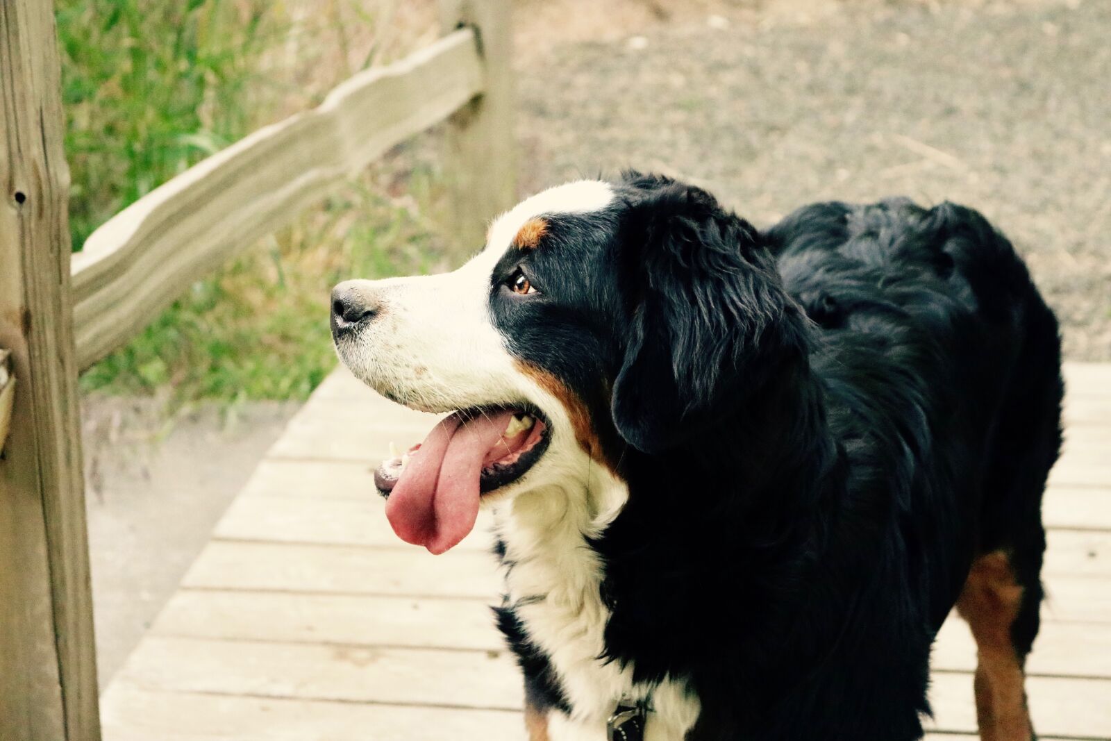 Canon EOS 750D (EOS Rebel T6i / EOS Kiss X8i) sample photo. Animal, close-up, dog photography