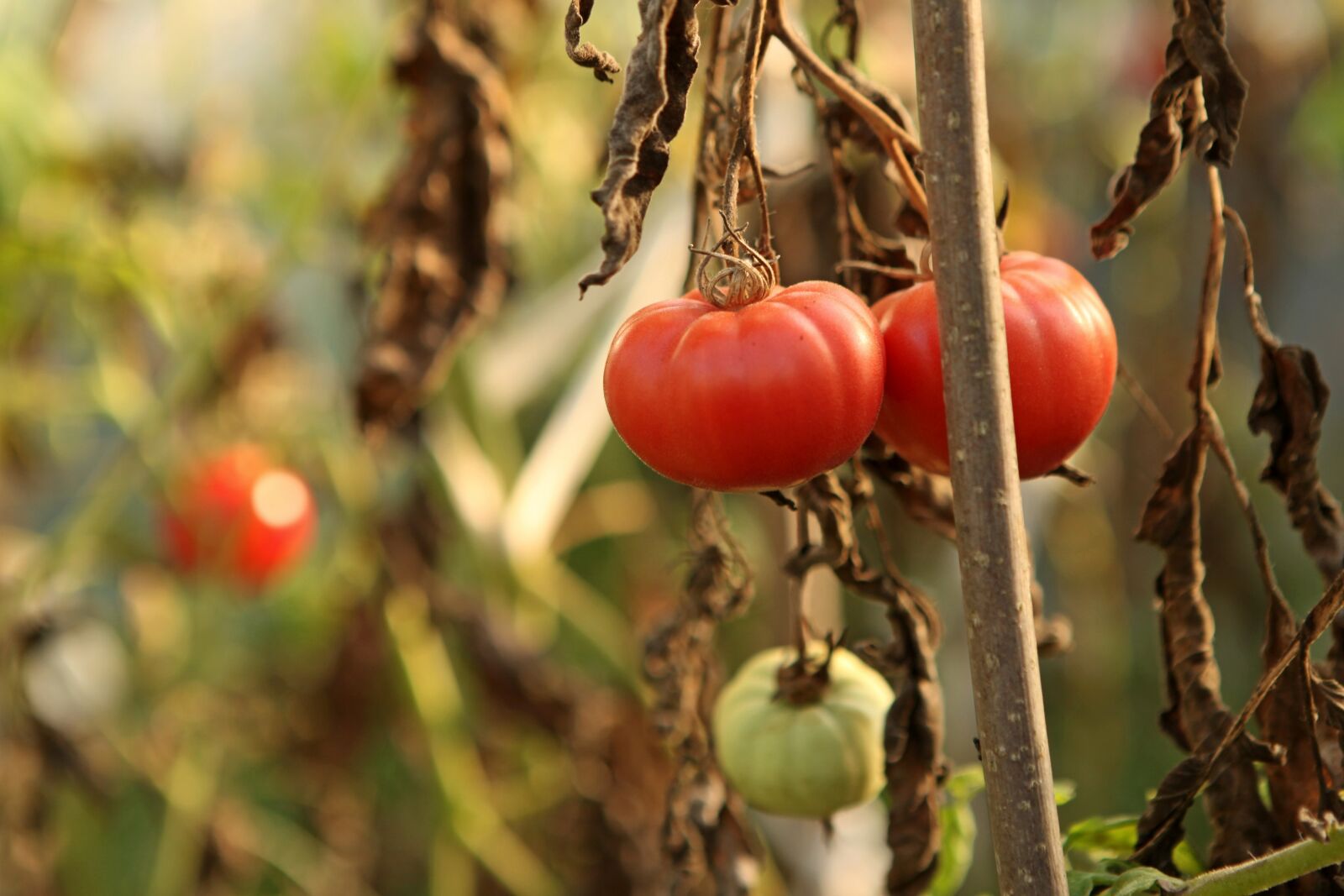 Canon EOS 5D Mark II sample photo. Fruit, eating, nature photography
