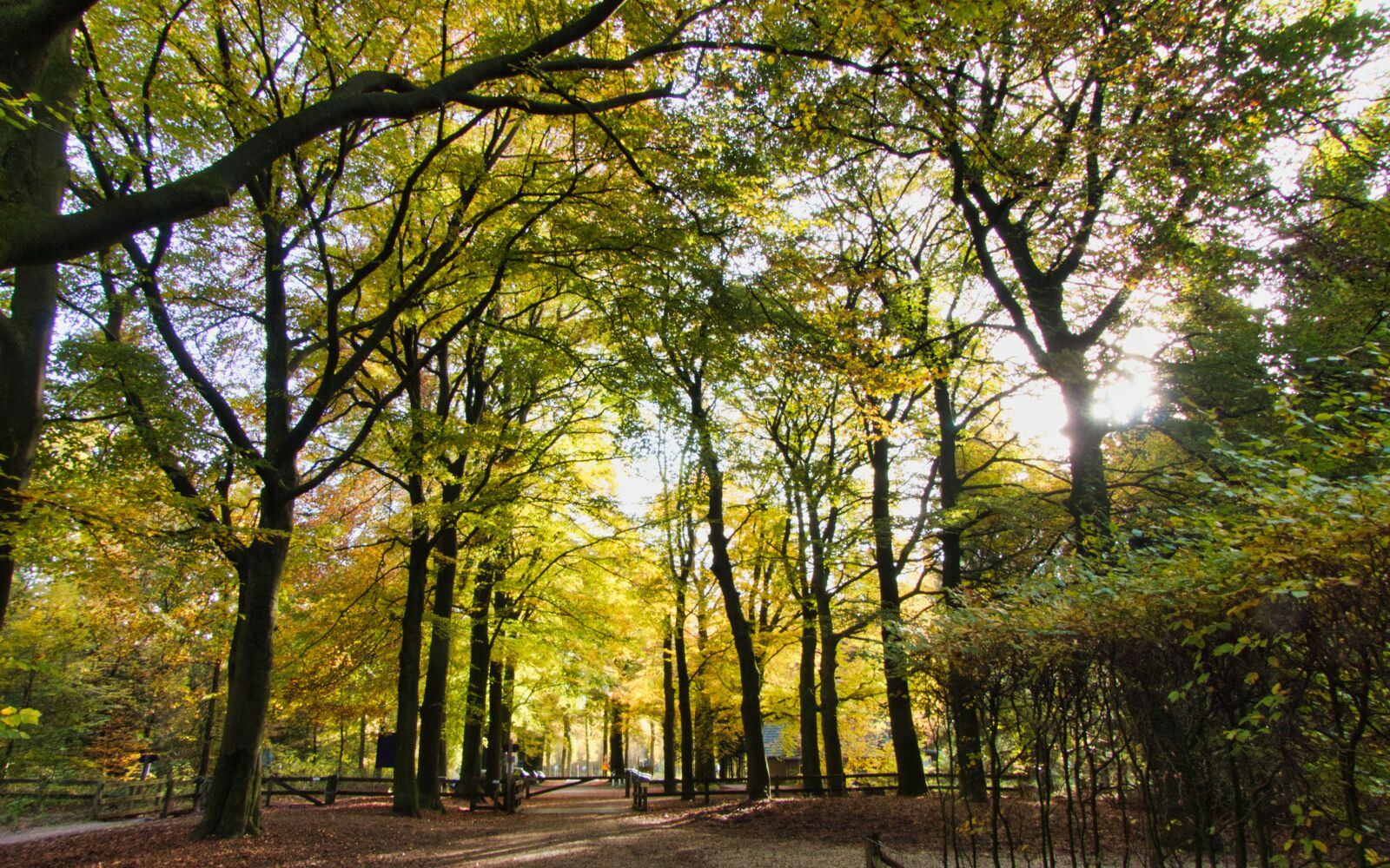 Panasonic Lumix DMC-FZ300 sample photo. Autumn, nature, forest photography