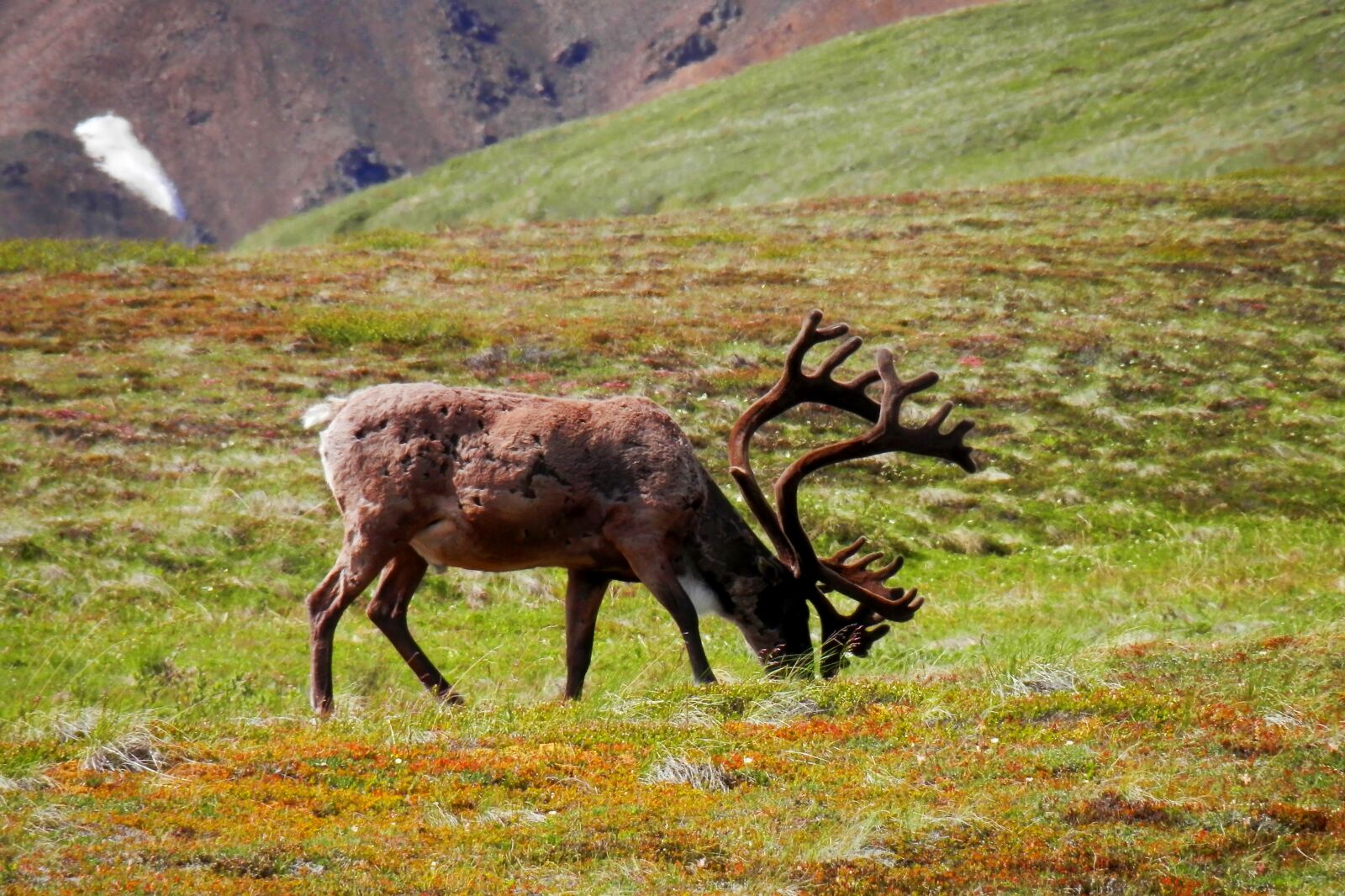 Olympus SZ-12 sample photo. Reindeer, denali, wildlife photography