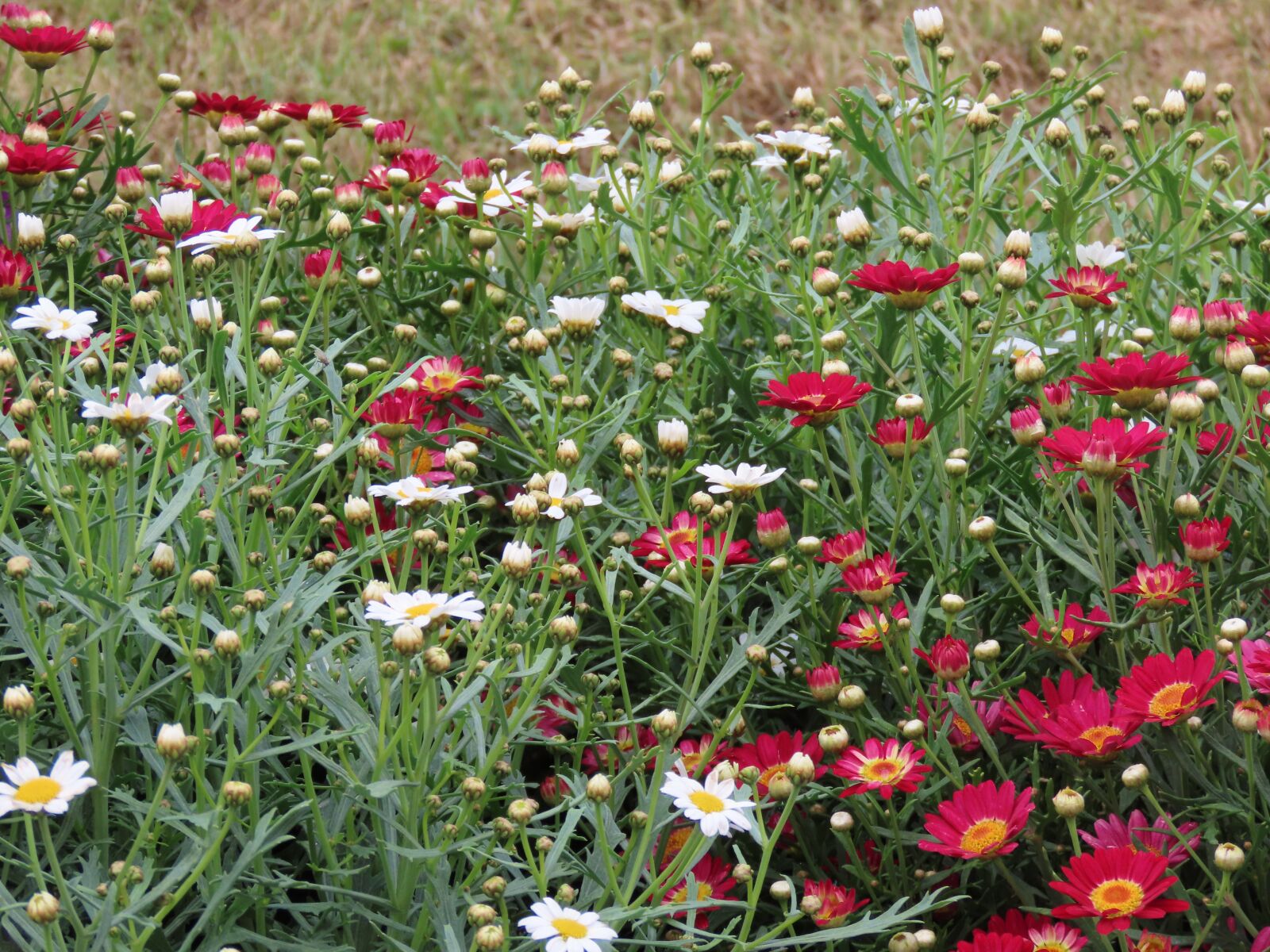 Canon PowerShot SX70 HS sample photo. Flower, garden, bloom photography