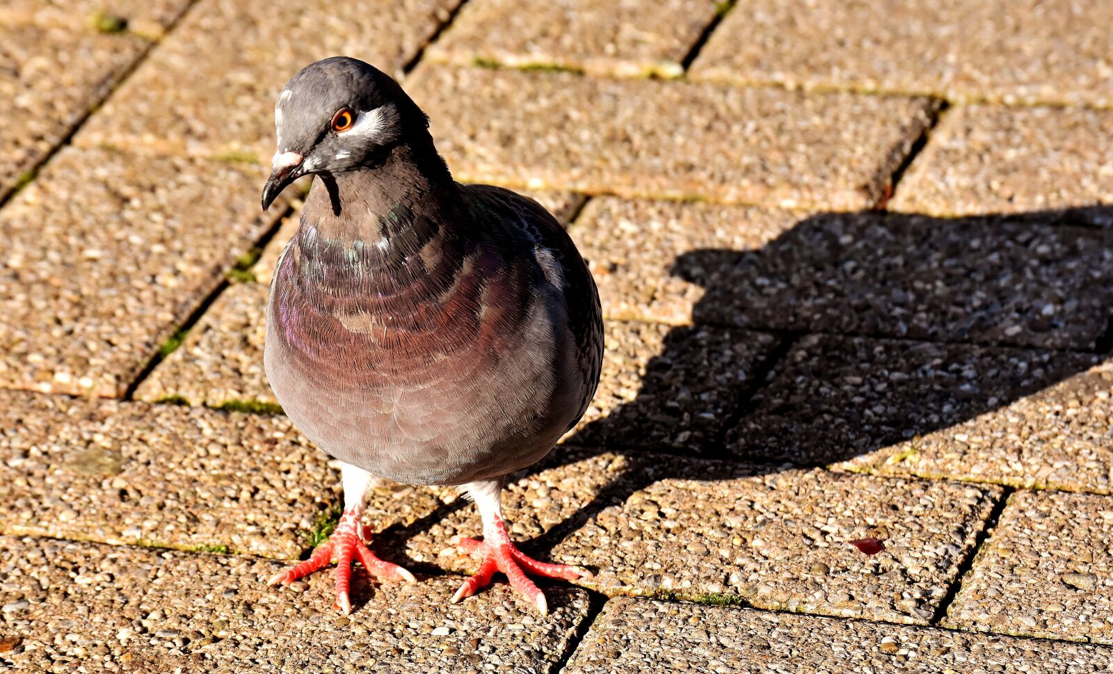 Nikon D7200 sample photo. City pigeon, foraging, dove photography