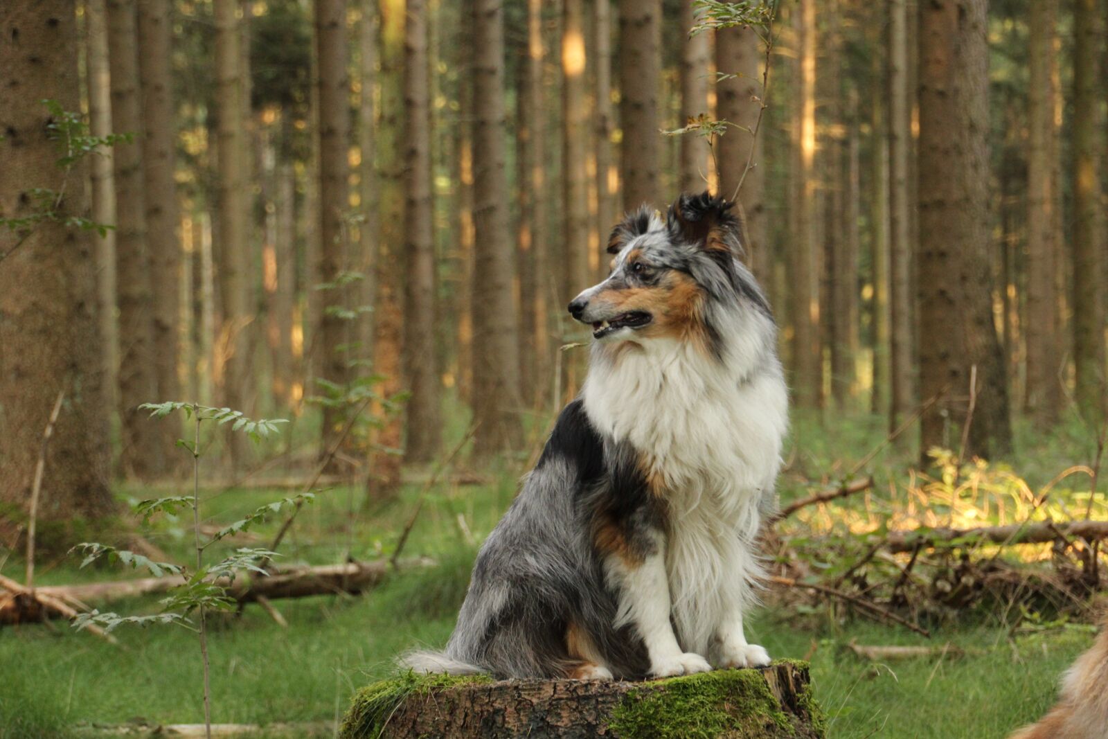 Canon EOS 600D (Rebel EOS T3i / EOS Kiss X5) sample photo. Shelties, dogs, shetland sheep photography