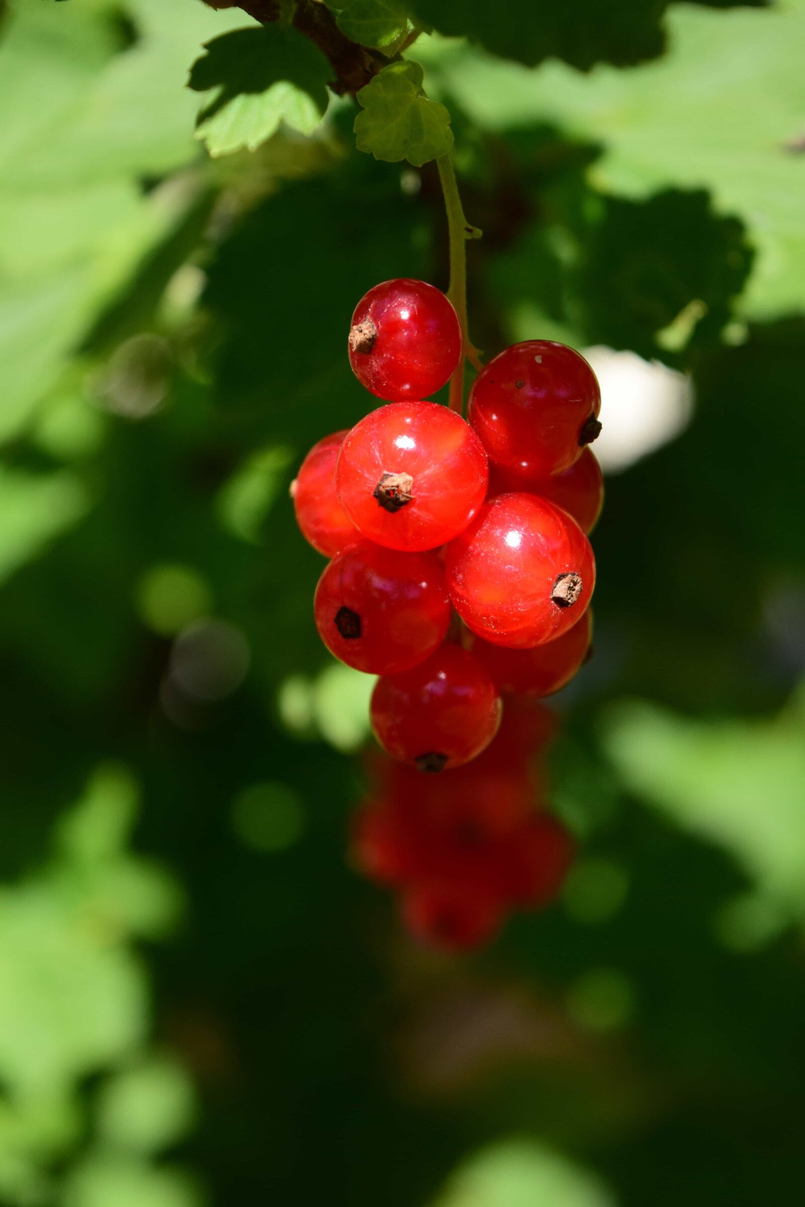 Nikon D3300 sample photo. Leaf, fruit, nature, berry photography