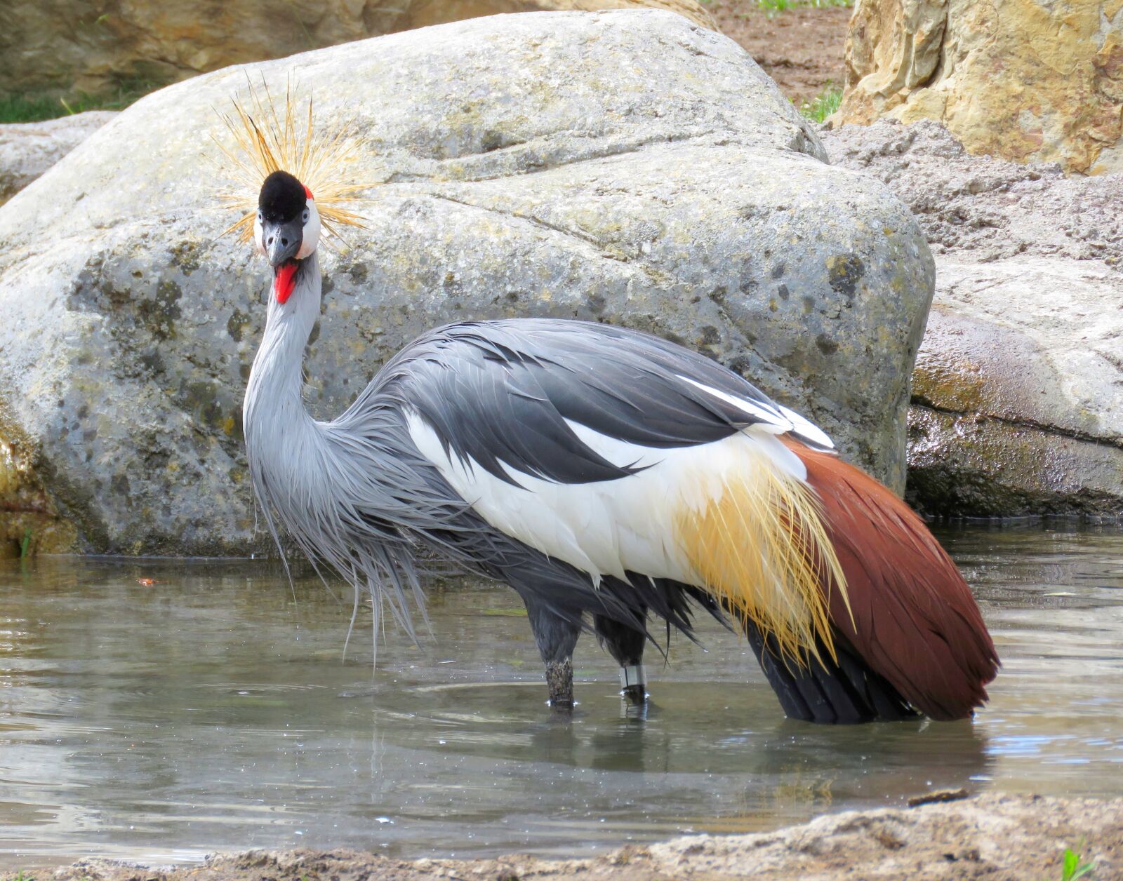 Canon PowerShot SX60 HS sample photo. Grey crowned crane, uganda photography