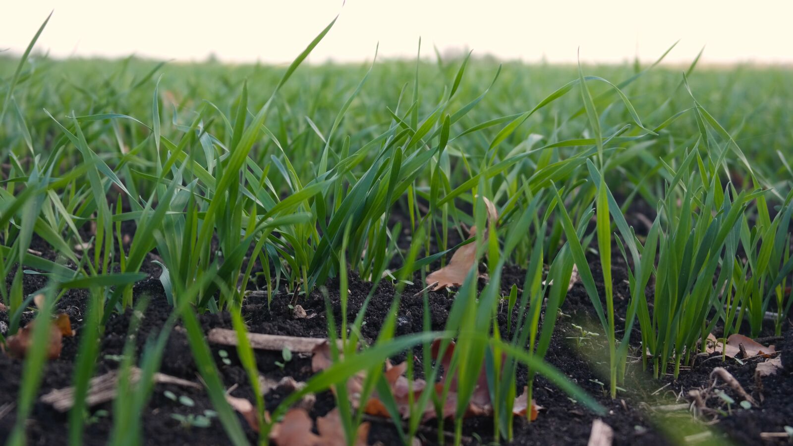 Samsung NX300 sample photo. Grass, greens, field photography