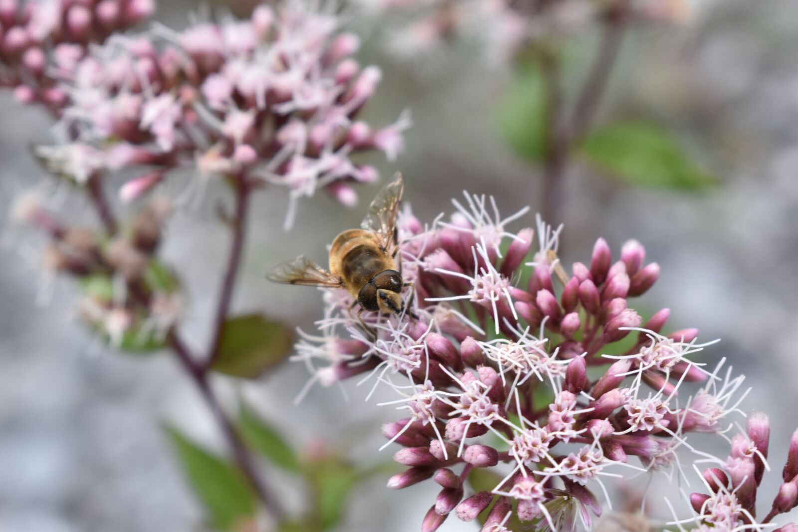 Nikon D3500 sample photo. Bee, honey, insect photography