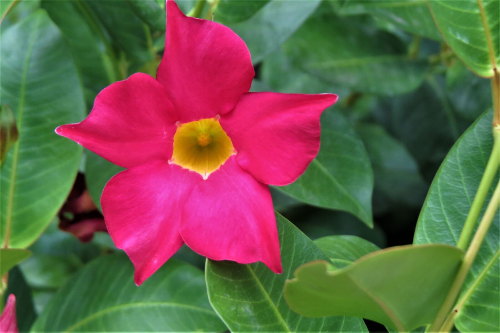 Canon PowerShot SX50 HS sample photo. Flower, pink, yellow photography