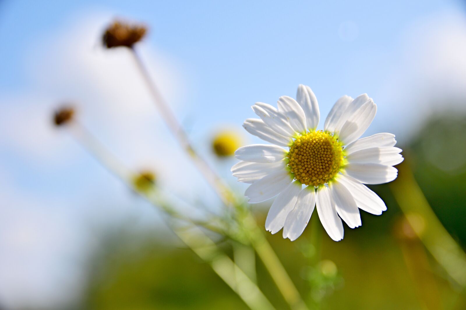 Nikon D5300 sample photo. Wild little flower, flower photography