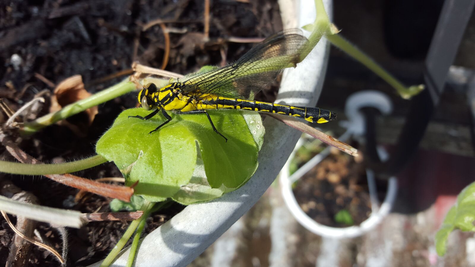Samsung Galaxy S6 sample photo. Dragonfly, insect, nature photography