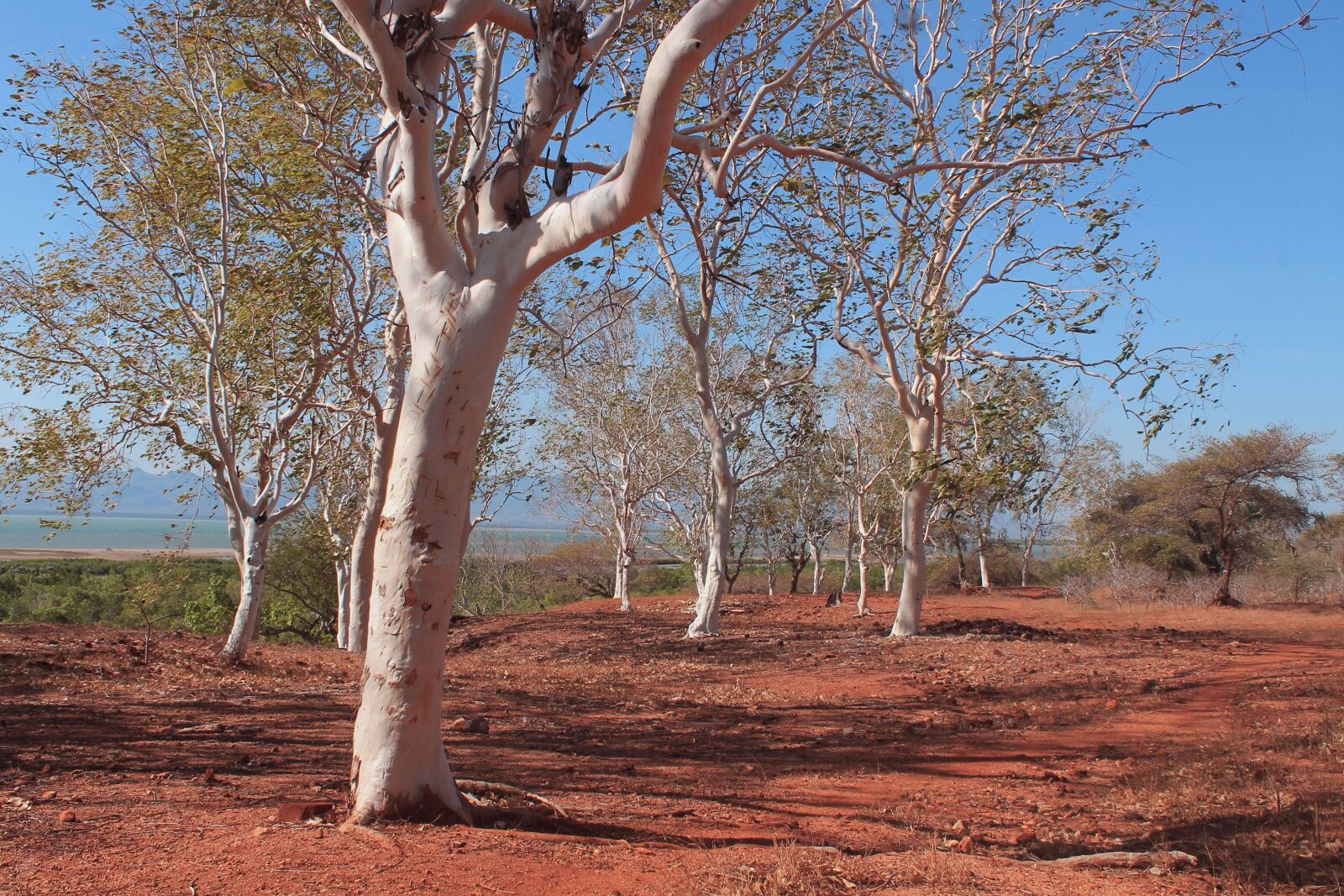 Canon EOS 1100D (EOS Rebel T3 / EOS Kiss X50) sample photo. The tree, the sky photography