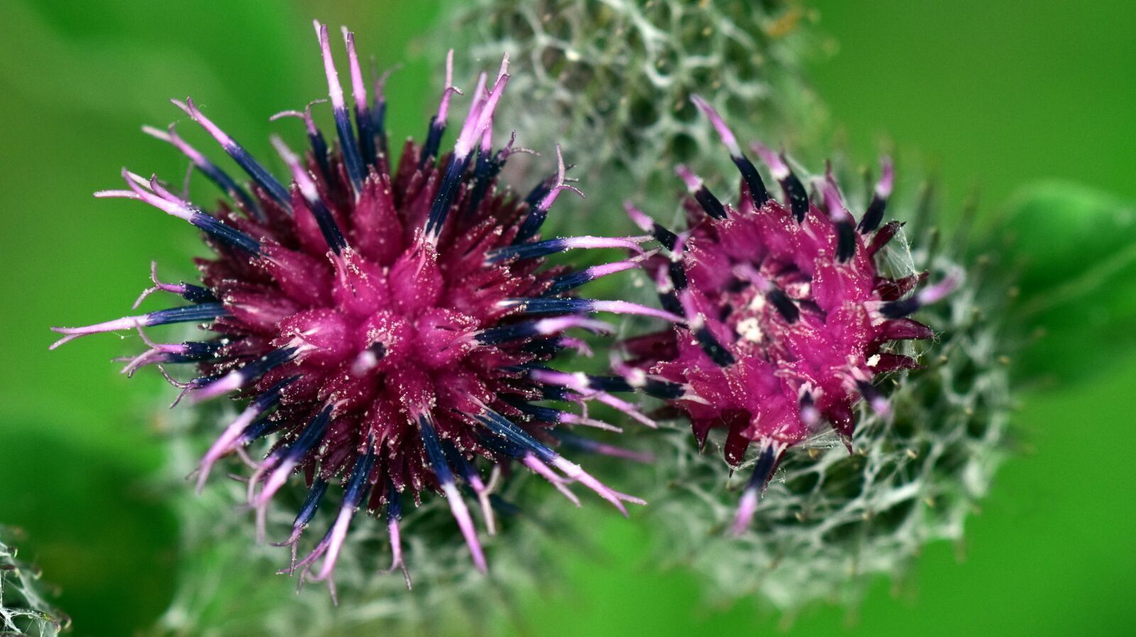 Nikon D3300 sample photo. Thistle, blossom, bloom photography