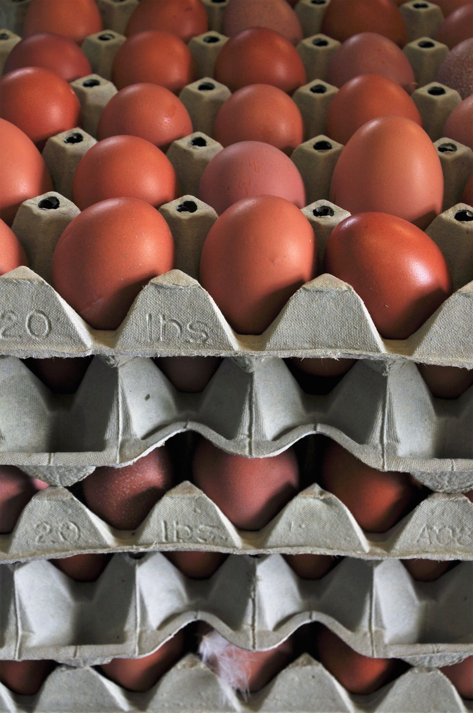 Nikon D90 sample photo. Egg, chicken eggs, hen's photography