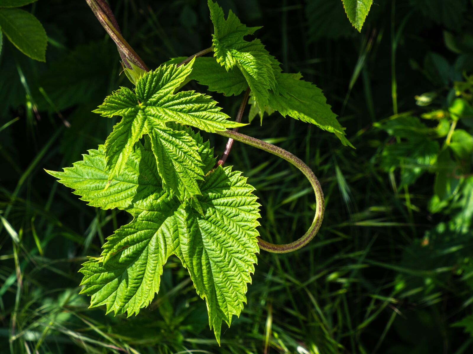 Olympus OM-D E-M10 III sample photo. Hops, sheet, structure photography