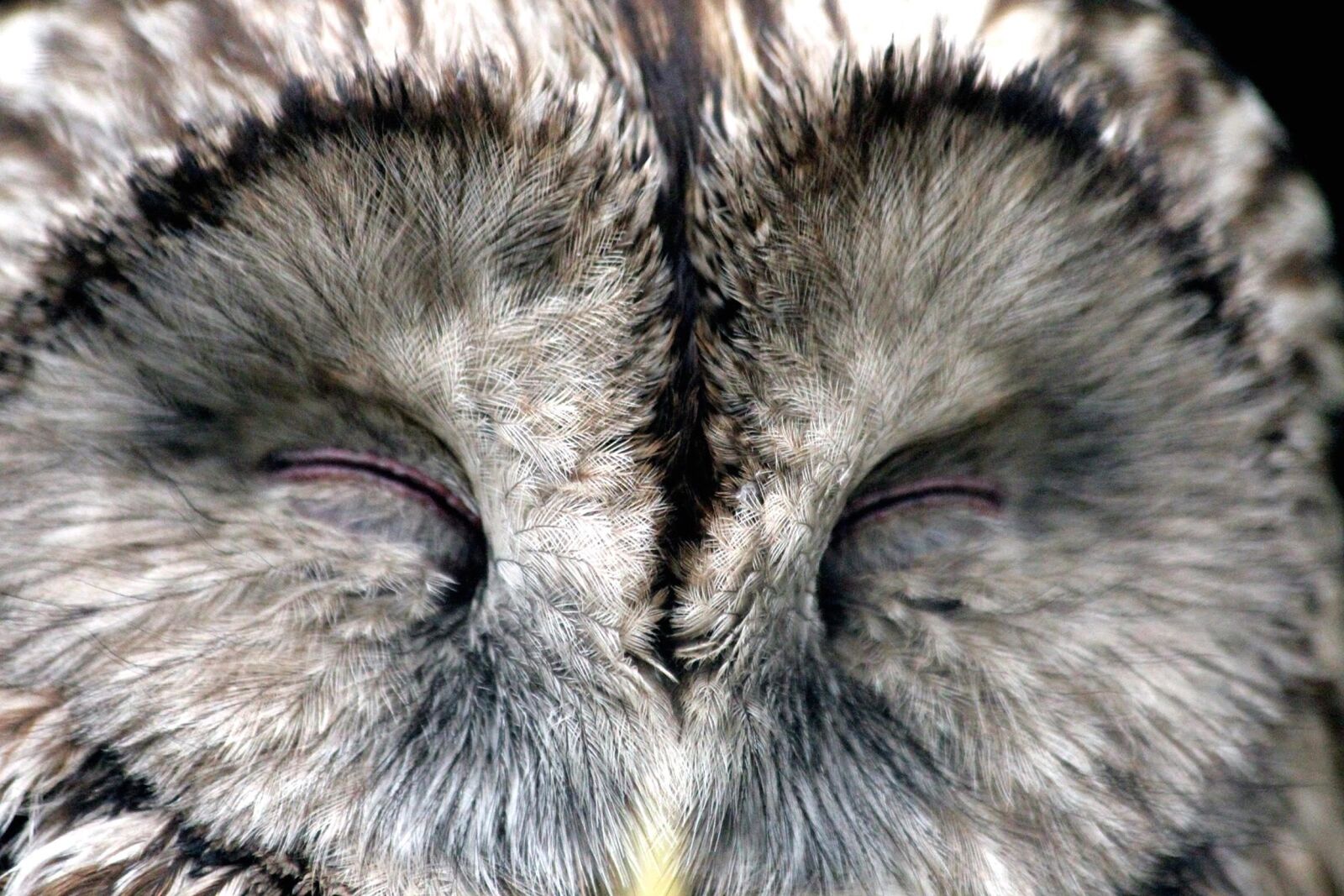 Canon EOS 650D (EOS Rebel T4i / EOS Kiss X6i) sample photo. Owl, wildlife, nature, animal photography