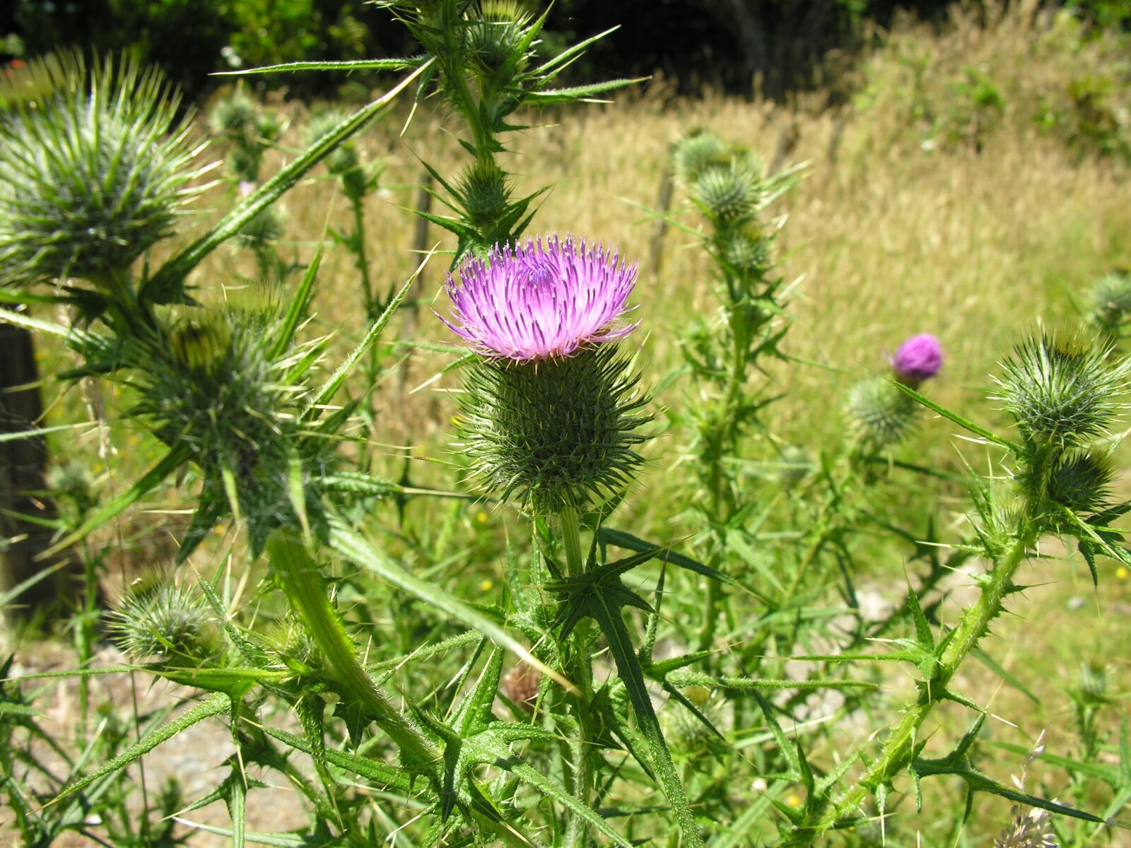 Nikon E8800 sample photo. Thistle, bloom, prickles photography