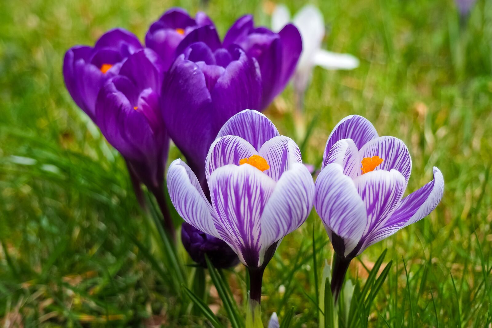 Olympus OM-D E-M10 sample photo. Crocus, flower, spring photography