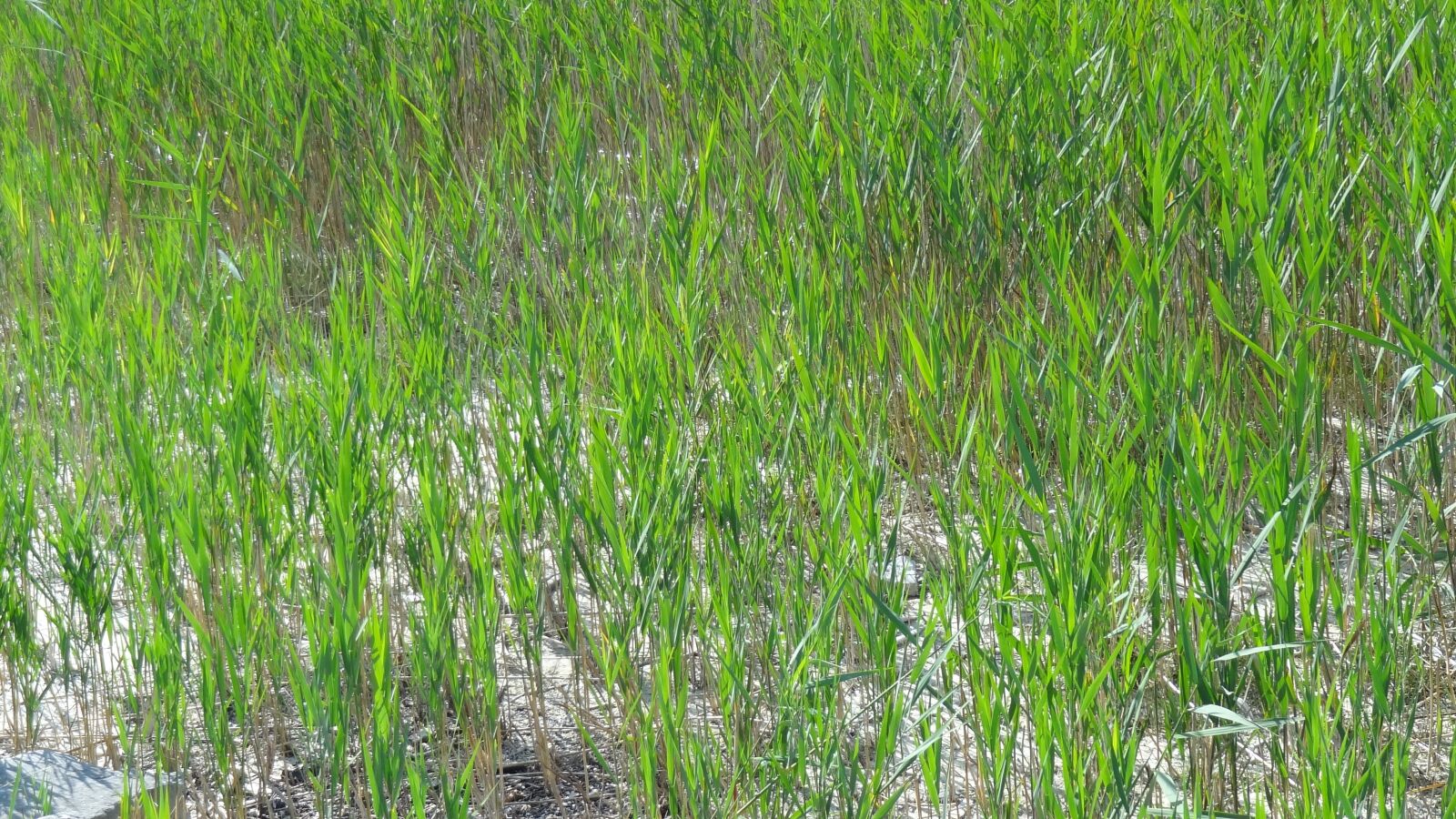 Sony Cyber-shot DSC-HX9V sample photo. Nature, reed, lake photography