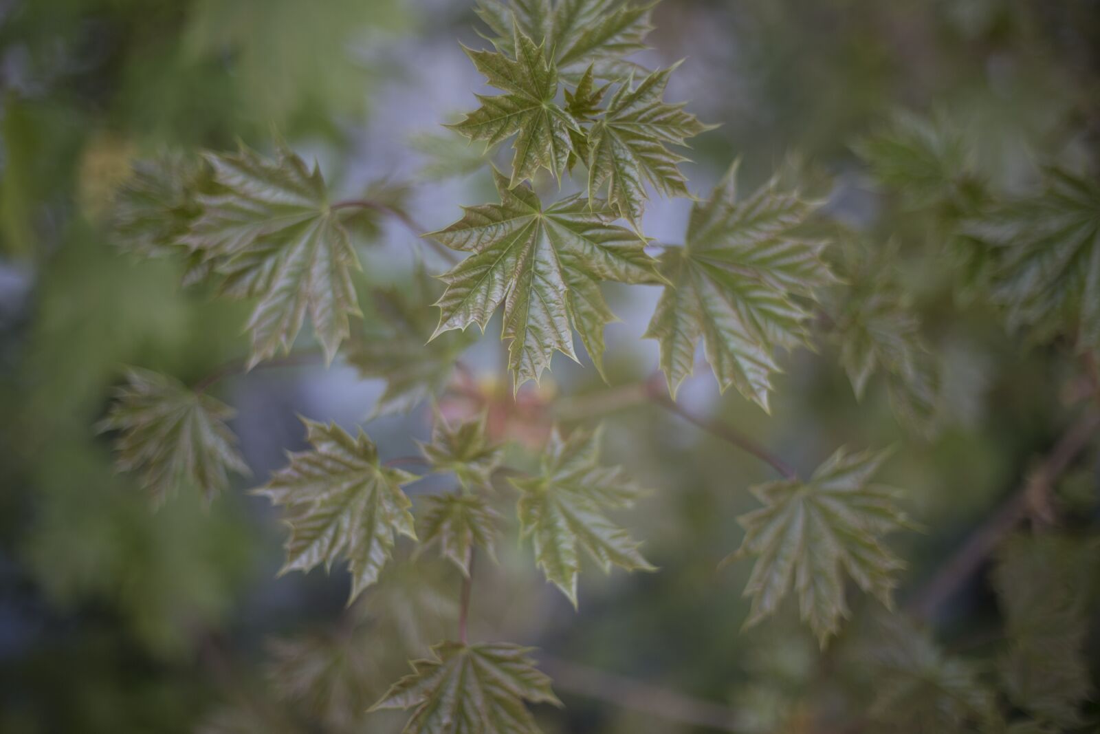 Canon EOS 6D + Canon EF 50mm F1.4 USM sample photo. Green, leaf, leafs photography