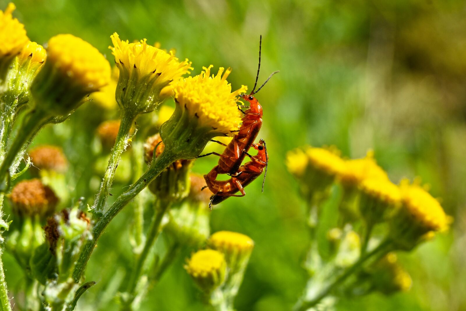 Nikon D750 sample photo. Common soldier beetle, insect photography