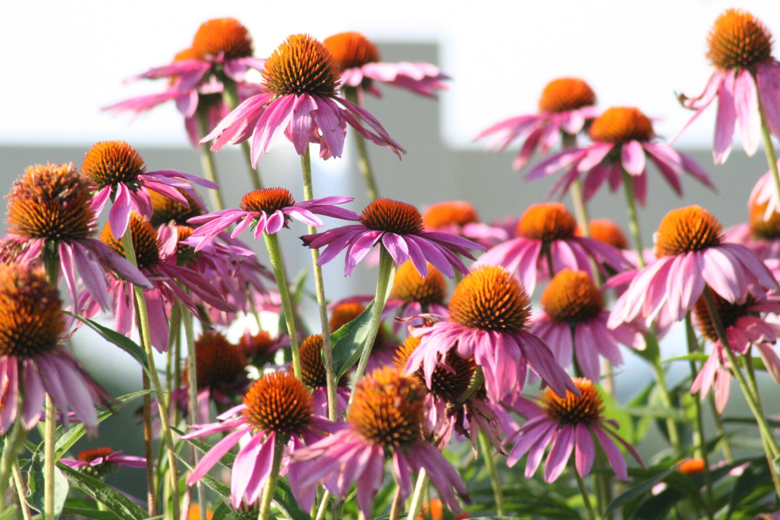 Canon EOS 350D (EOS Digital Rebel XT / EOS Kiss Digital N) sample photo. Flowers, cone flower, nature photography