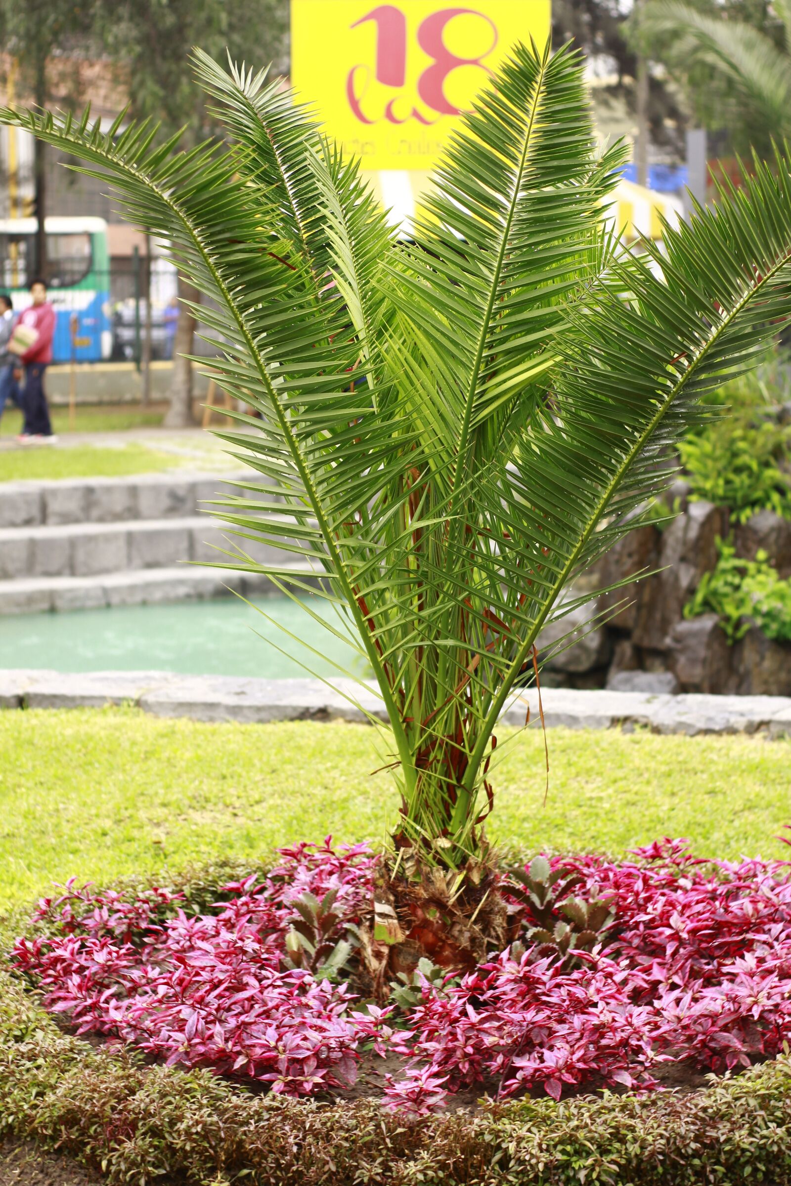 Canon EOS 50D sample photo. Plant, green, falklands photography