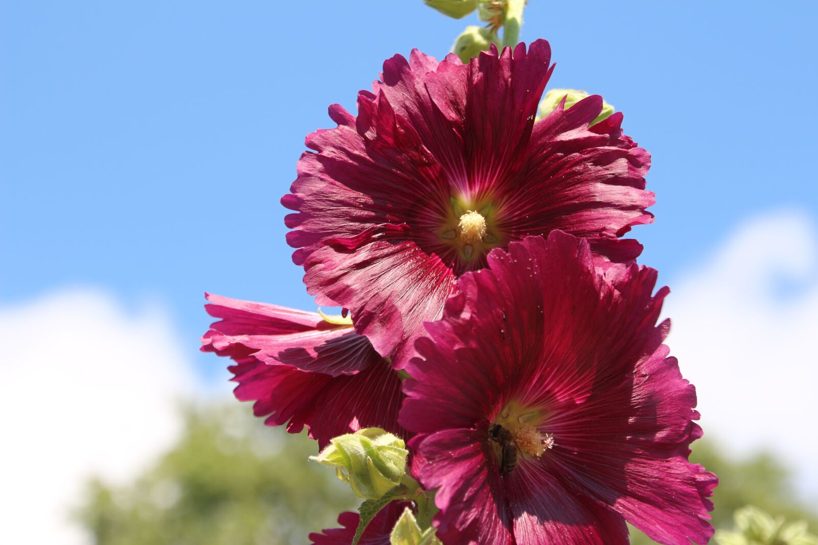 Canon EOS 650D (EOS Rebel T4i / EOS Kiss X6i) sample photo. Mallow, summer, hollyhock flower photography