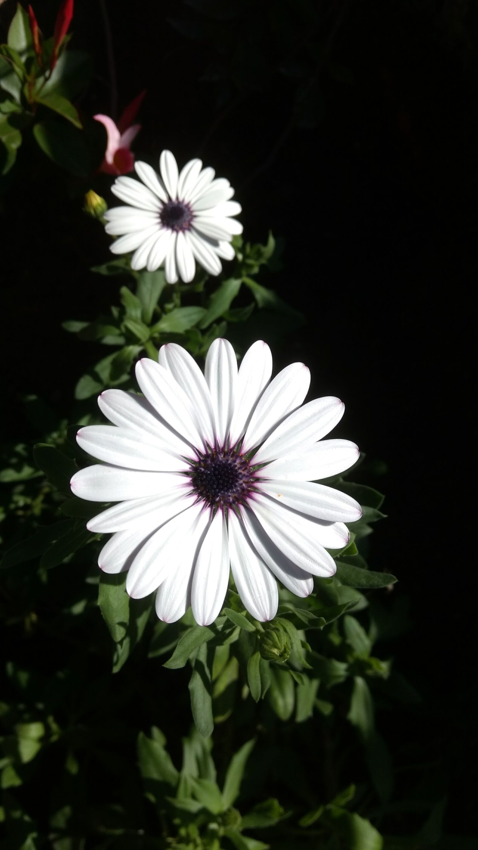 Motorola Moto G (4) sample photo. Flower, white, petal photography