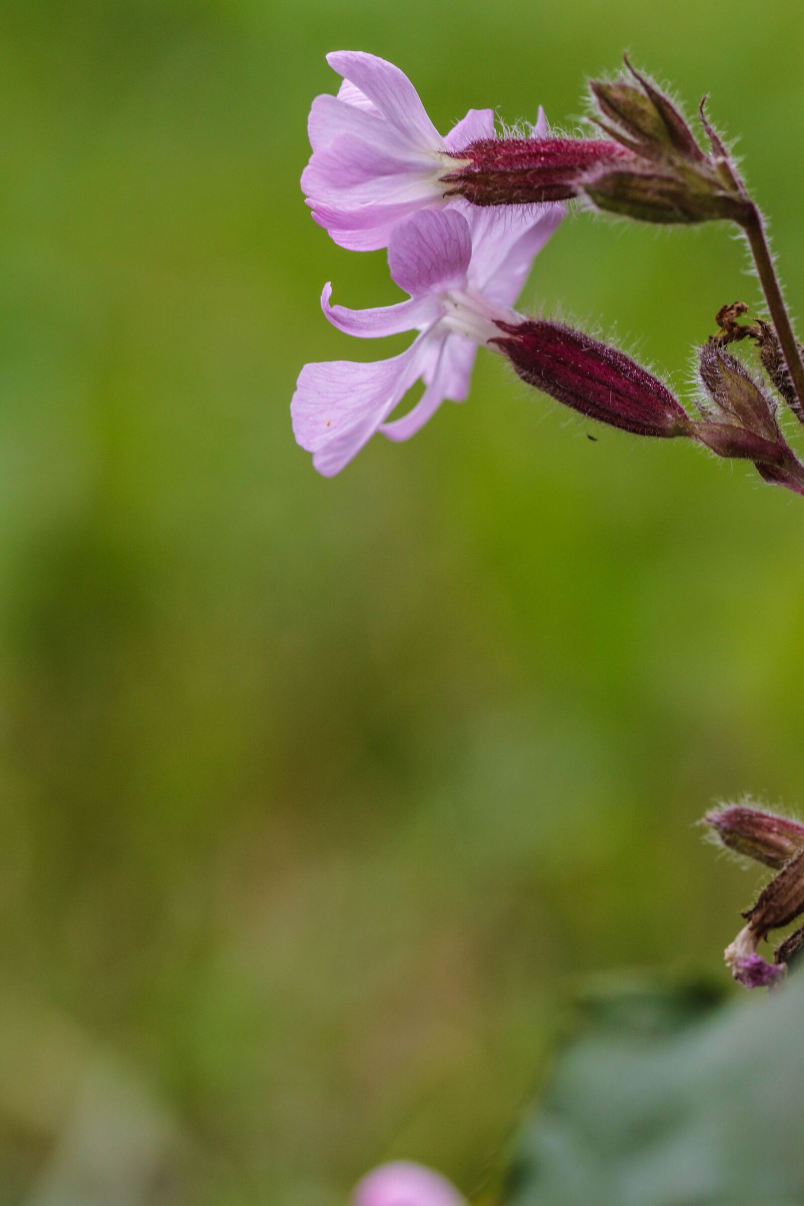 Canon EOS 7D Mark II sample photo. Wildflower, summer flower, macro photography