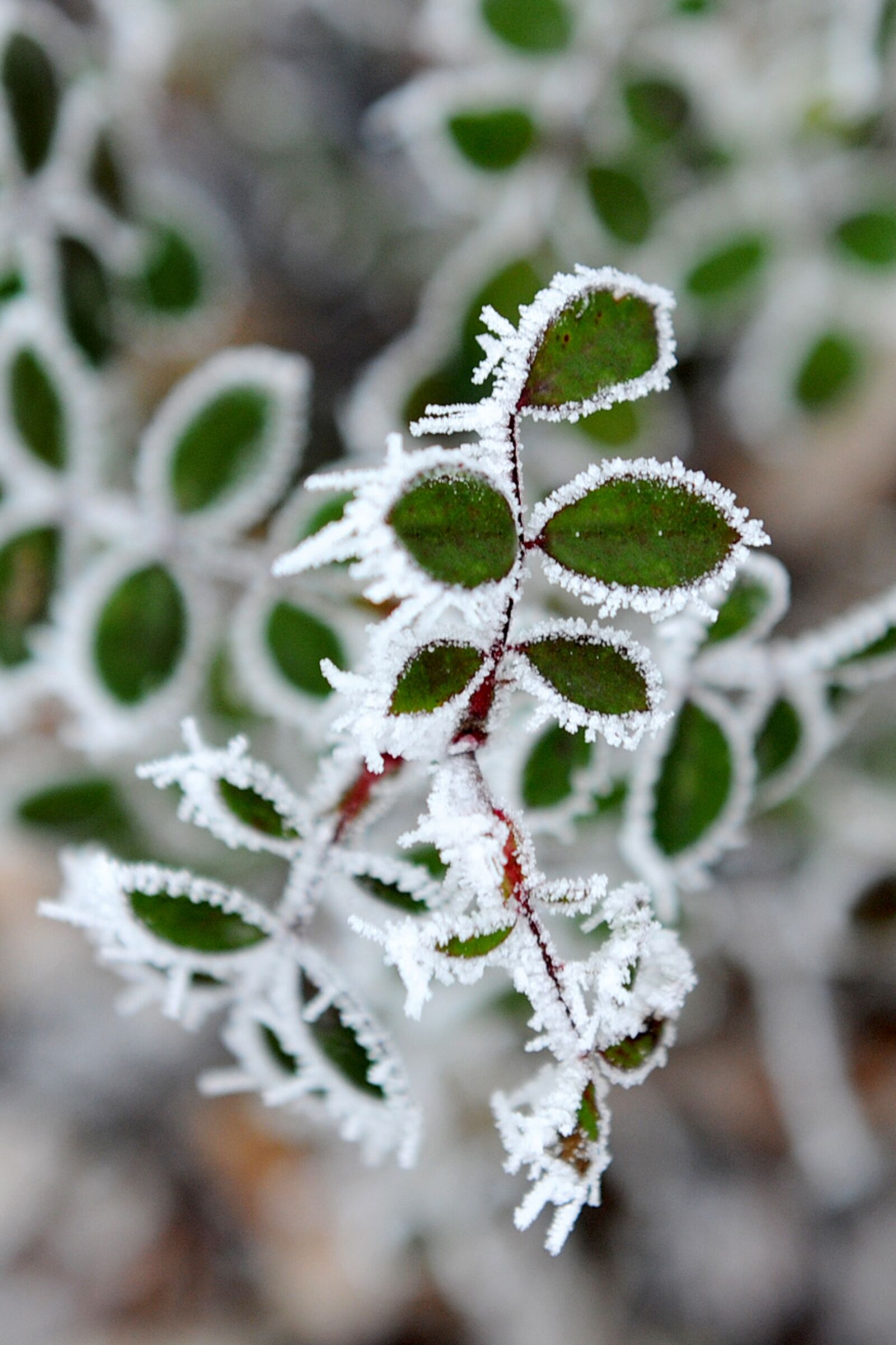 Nikon D3X sample photo. Frost, winter, cold photography