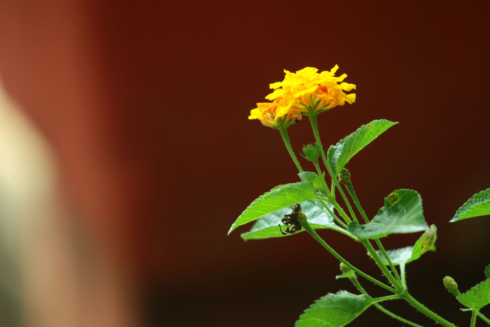 Canon EF75-300mm f/4-5.6 sample photo. Nature, flora, leaf photography