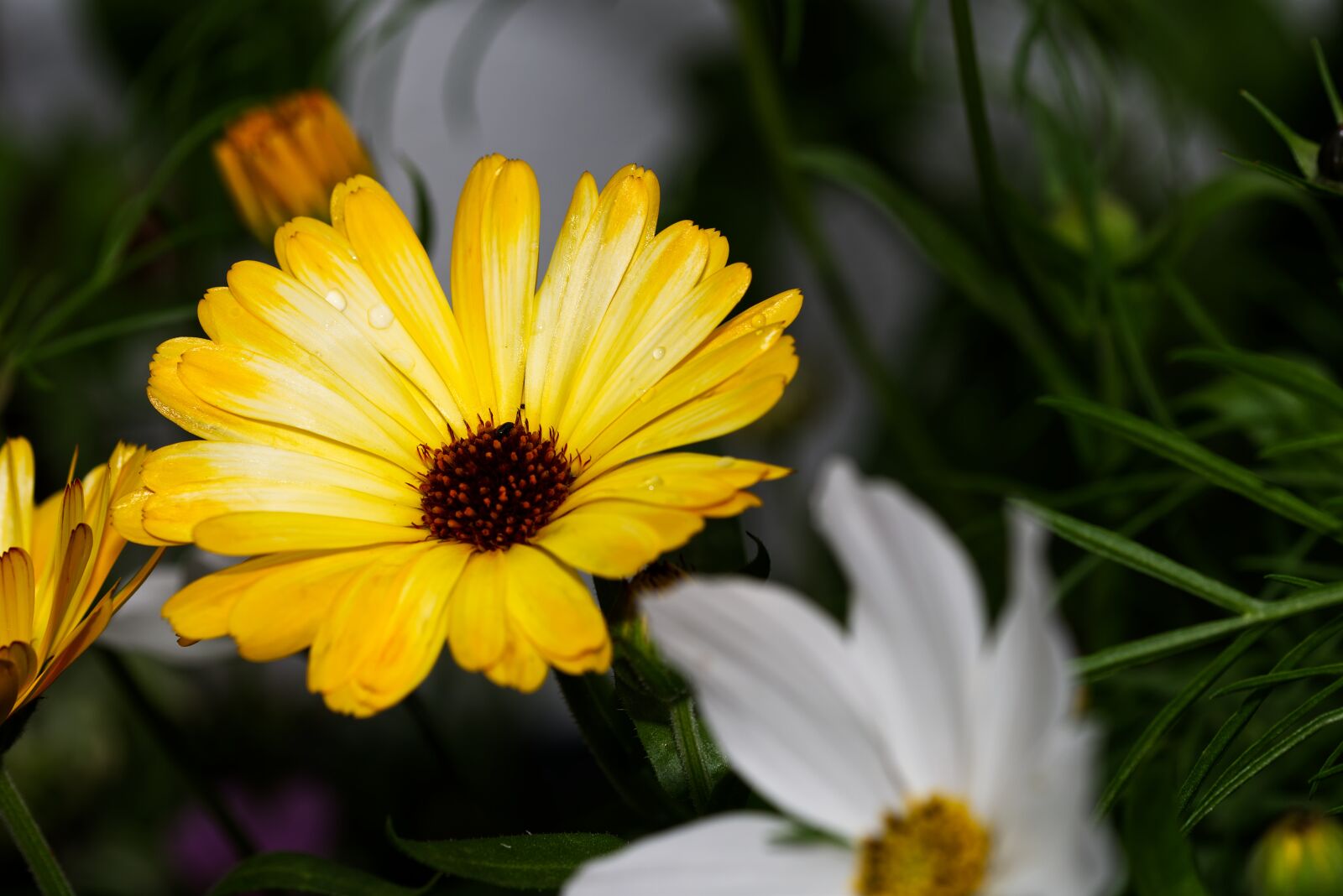 Nikon D5500 sample photo. Flower, blossom, bloom photography
