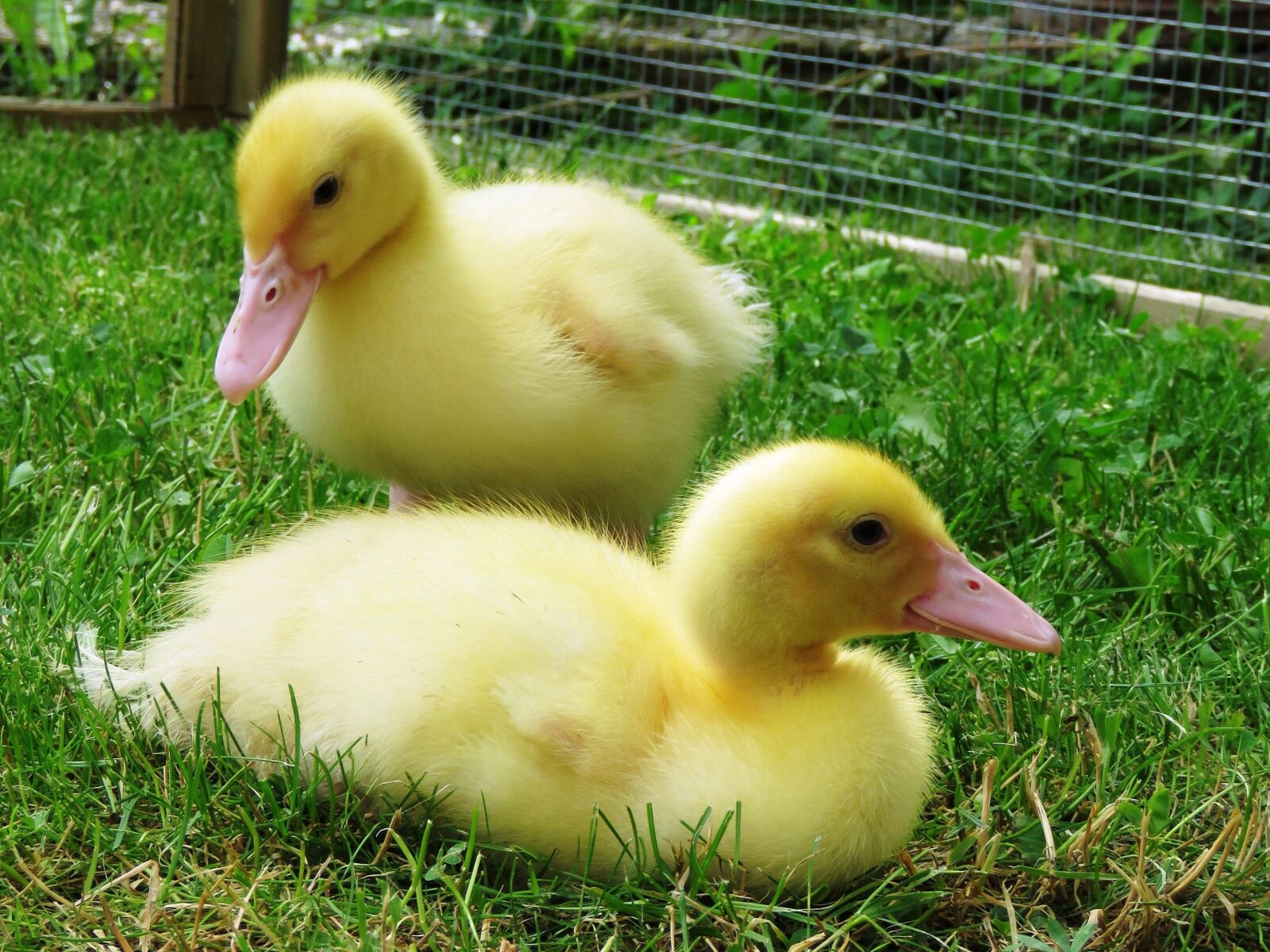 Canon PowerShot SX60 HS sample photo. Ducks, water bird, chicks photography