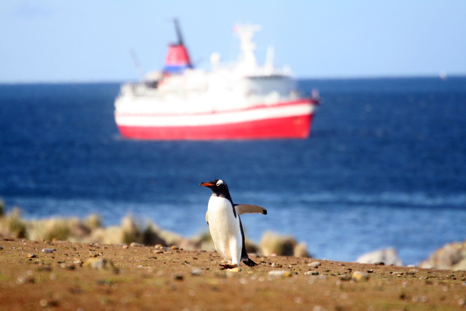 Canon EOS 350D (EOS Digital Rebel XT / EOS Kiss Digital N) sample photo. Penguin, boat, sea photography