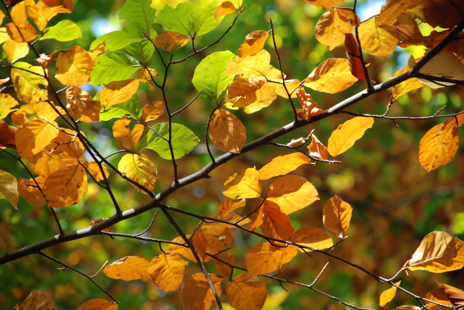 Nikon D80 sample photo. Autumn, light, nature photography