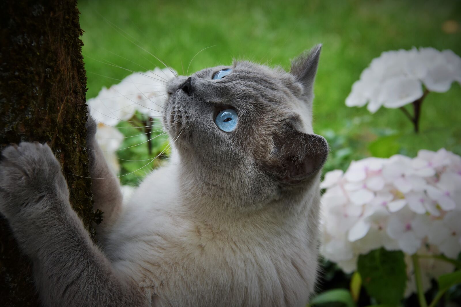 Nikon D7200 sample photo. Cat, pet, blue eyes photography