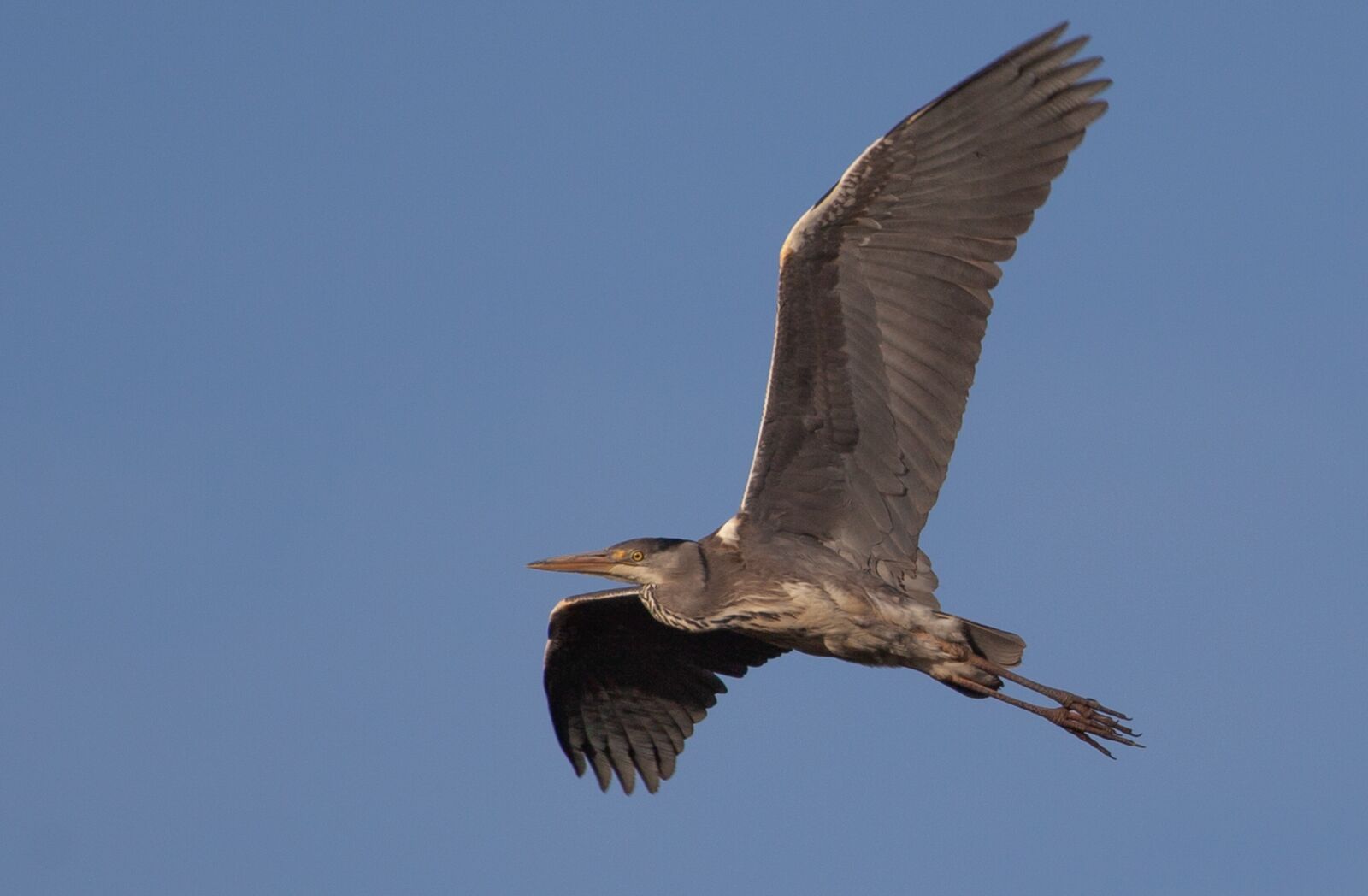 Canon EOS 5D Mark II sample photo. Heron flying, heron, grey photography