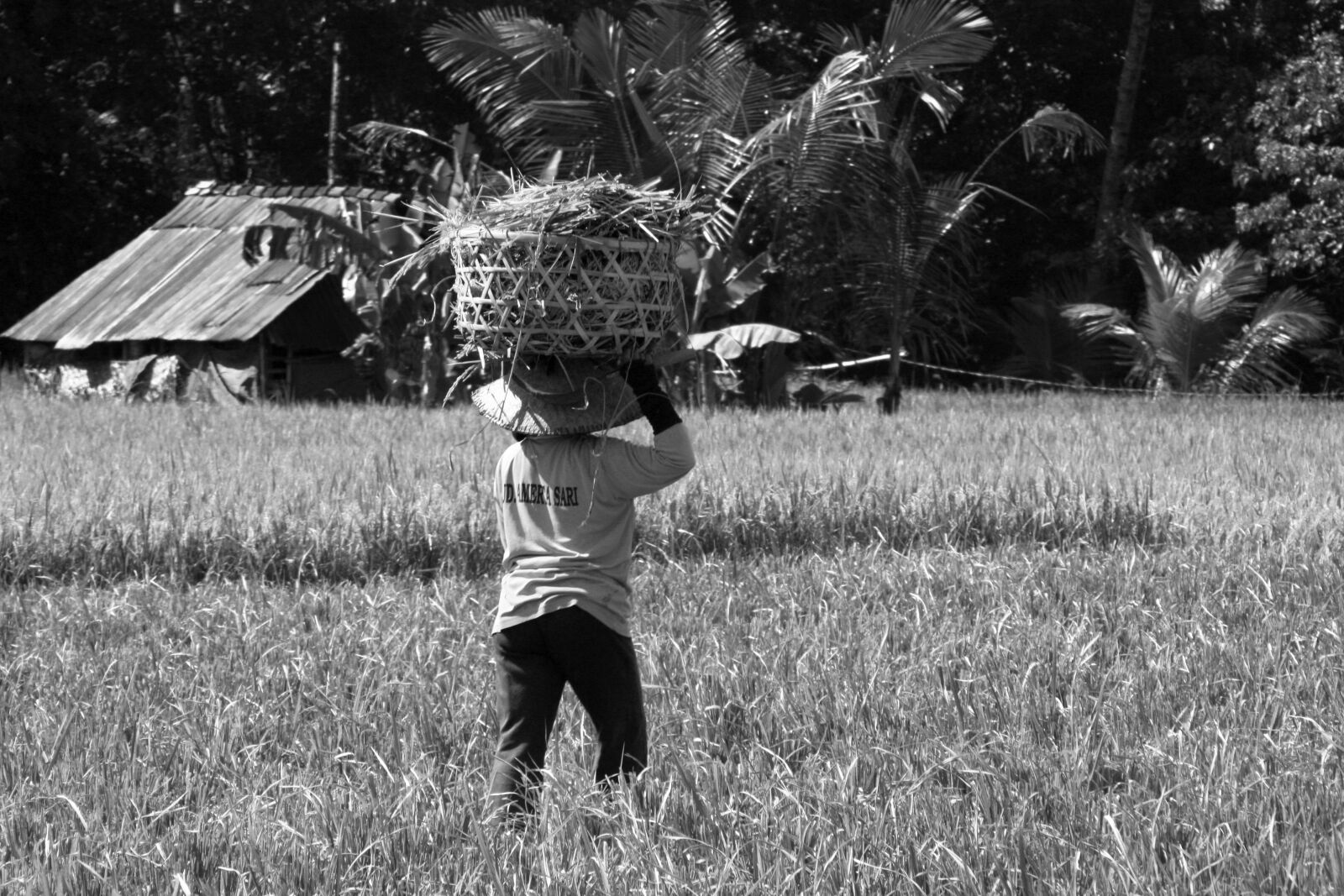 Canon EOS 450D (EOS Rebel XSi / EOS Kiss X2) sample photo. Bali, rice, agriculture photography