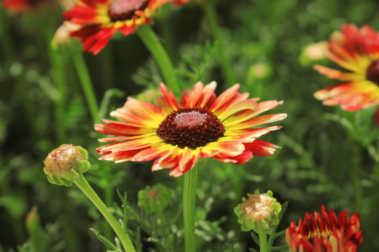 Canon EOS 550D (EOS Rebel T2i / EOS Kiss X4) sample photo. Flowers, petals, buds photography