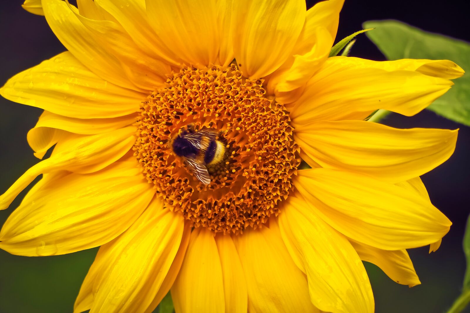 Olympus OM-D E-M10 sample photo. Sunflower, flower, yellow photography