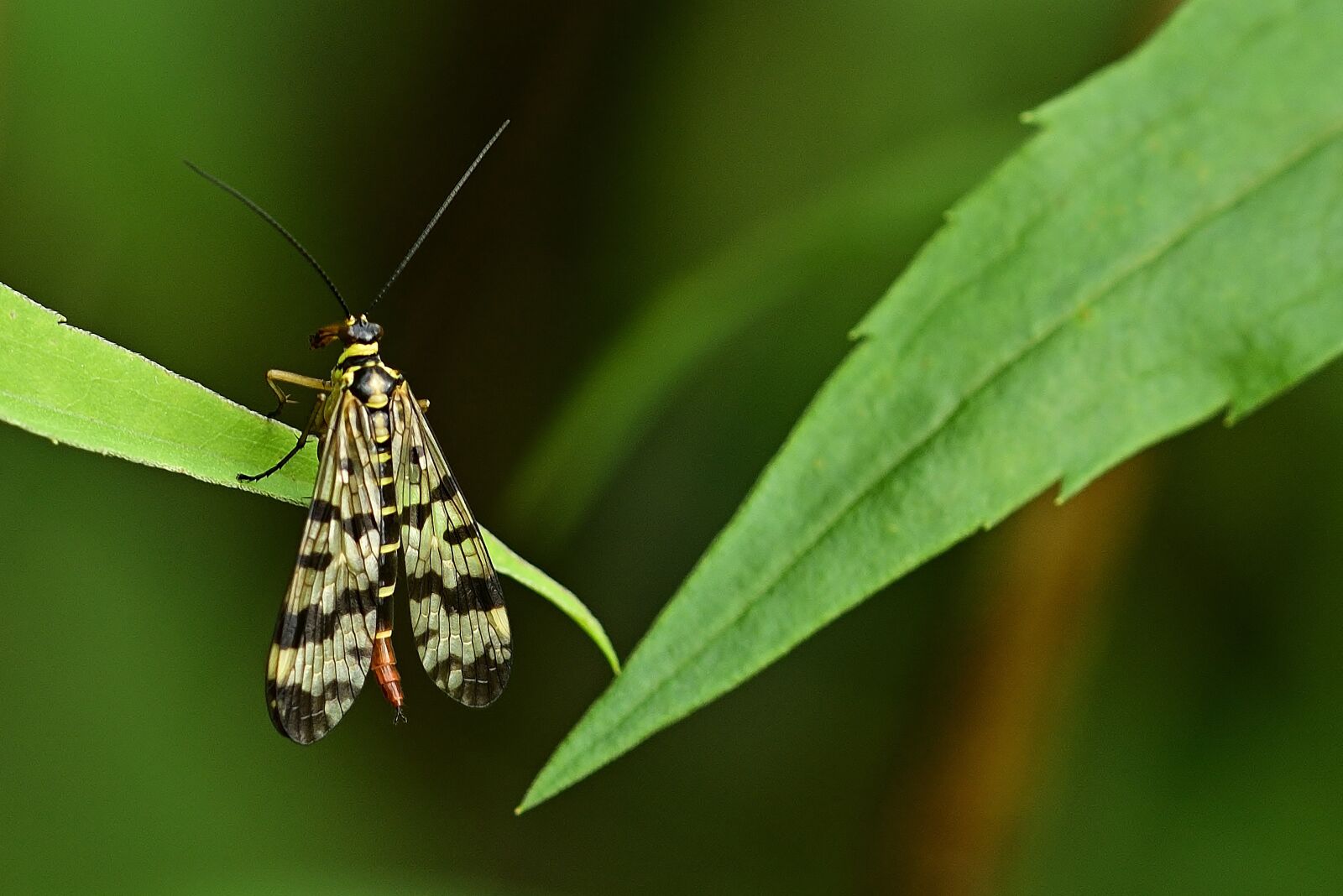 Nikon D5200 sample photo. Insect, communis, female photography