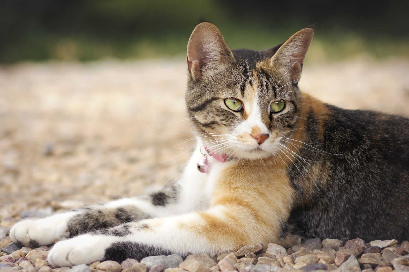 Nikon D7200 sample photo. Cat, animal, nature photography