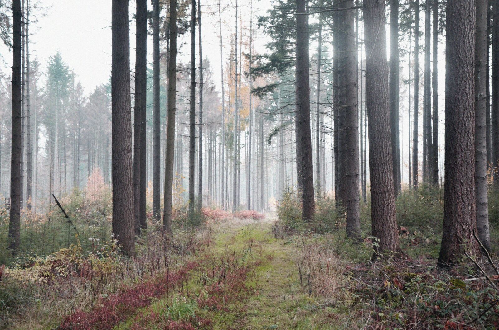 Nikon D5100 sample photo. Forest, nature, landscape photography