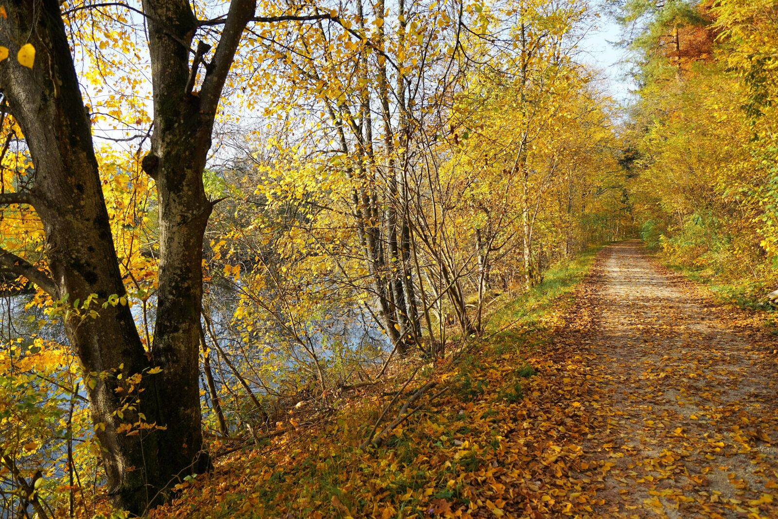 Sony ILCA-77M2 + Sony DT 16-50mm F2.8 SSM sample photo. Autumn, danube, nature photography