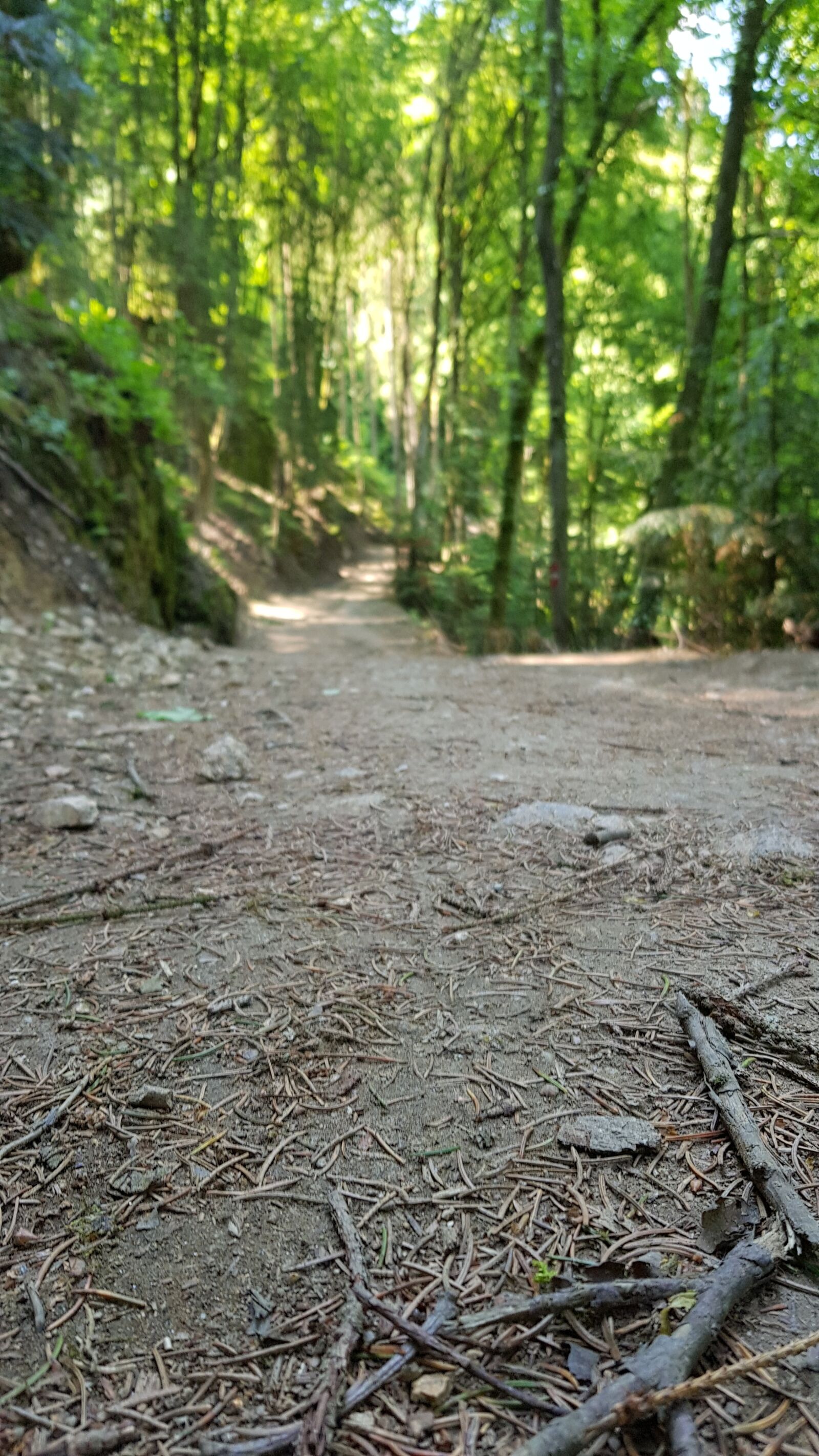 Samsung Galaxy S8 sample photo. Wood, nature, tree photography