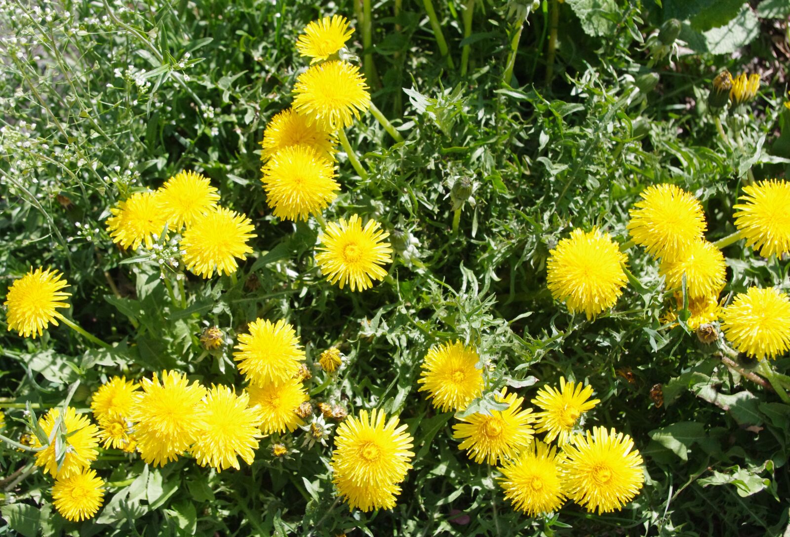 Pentax K-r sample photo. Dandelion, yellow, plant photography