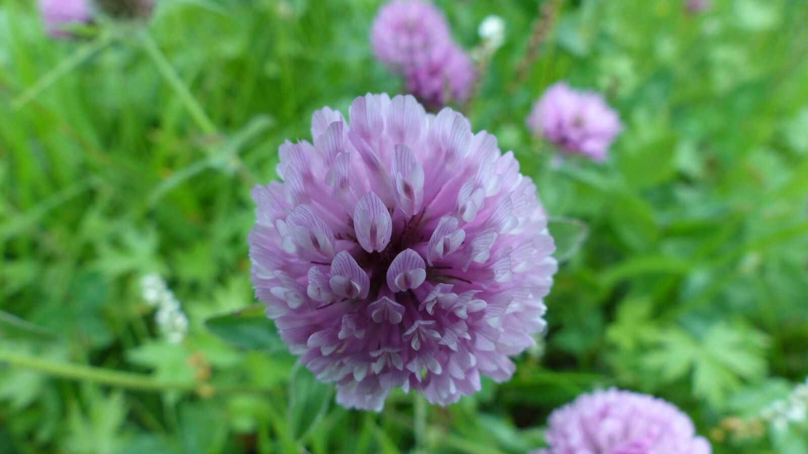 Panasonic Lumix DMC-FZ200 sample photo. Blossom, bloom, norway photography