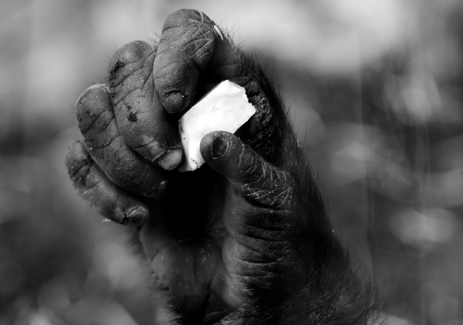 Nikon D7200 sample photo. Hand, monkey, gorilla photography
