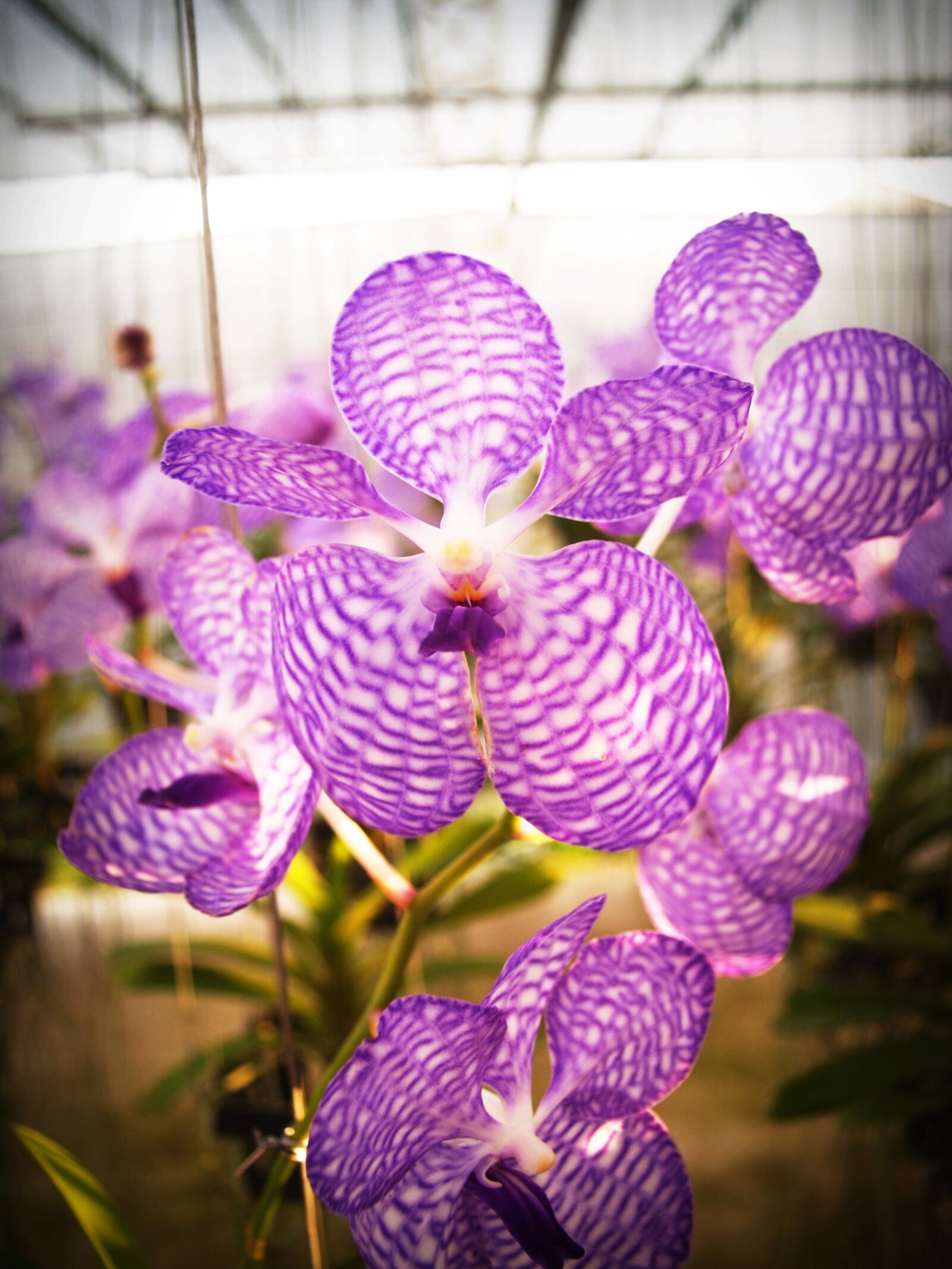 Olympus E-300 (EVOLT E-300) sample photo. Flower, orchid, tropical photography